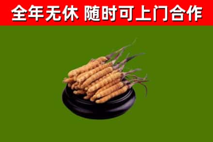 峄城区回收冬虫夏草